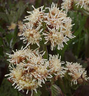 Image of arctic sweet coltsfoot