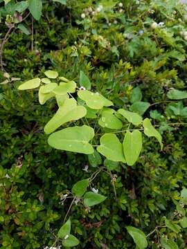 Image of Akebia trifoliata (Thunb.) Koidz.