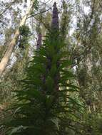 Plancia ëd Echium pininana Webb & Berth.