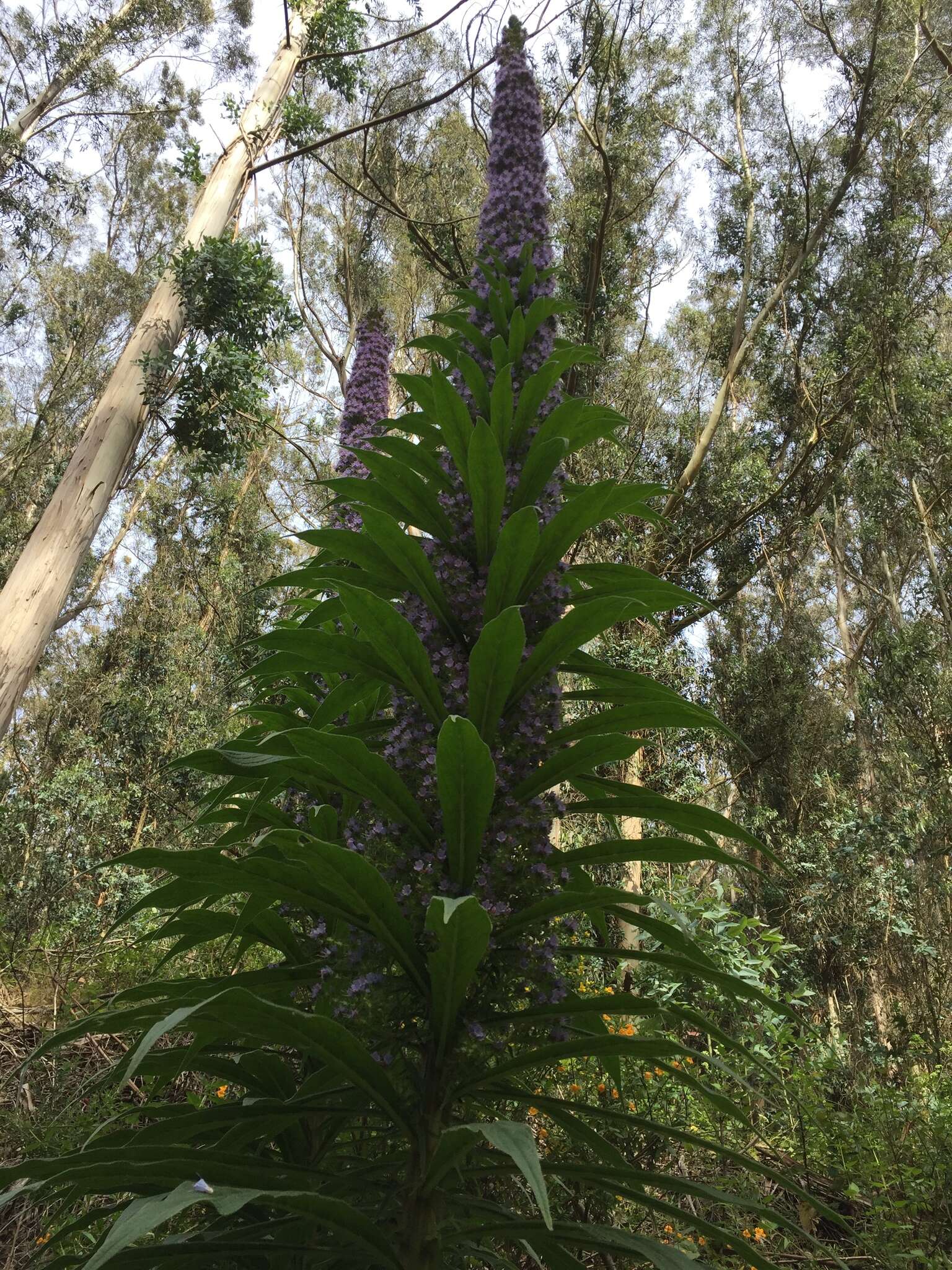 Imagem de Echium pininana Webb & Berth.