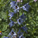 Image of Delphinium speciosum M. Bieb.