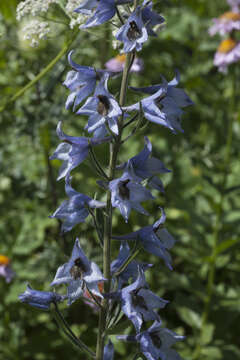 Image of Delphinium speciosum M. Bieb.