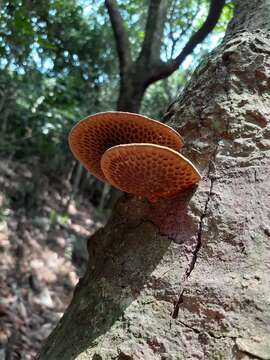 Image of Trametes apiaria (Pers.) Zmitr., Wasser & Ezhov 2012