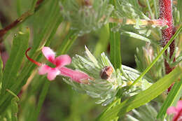 Image de Adenanthos macropodianus E. C. Nelson