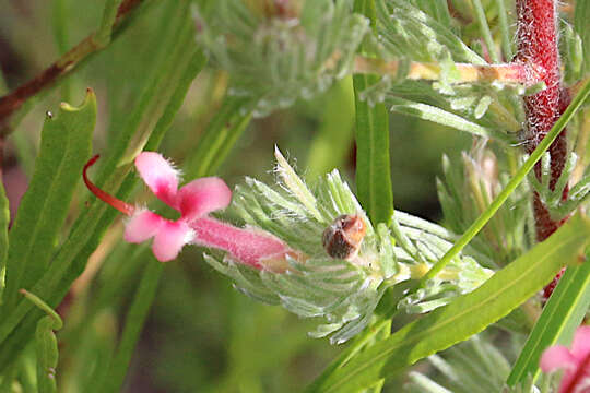 Image of Adenanthos macropodianus E. C. Nelson