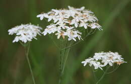 <i>Sabatia <i>macrophylla</i></i> var. macrophylla resmi