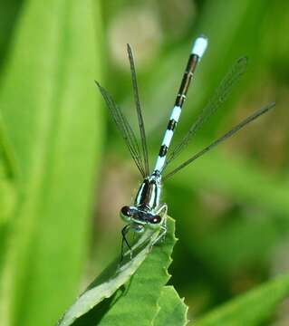 Image of Taiga Bluet