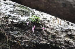 Image of Specklinia cactantha (Luer) Pridgeon & M. W. Chase