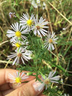 Image of white panicle aster