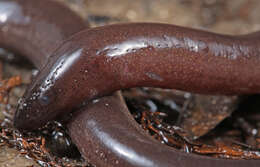 Image of one-toed amphiuma