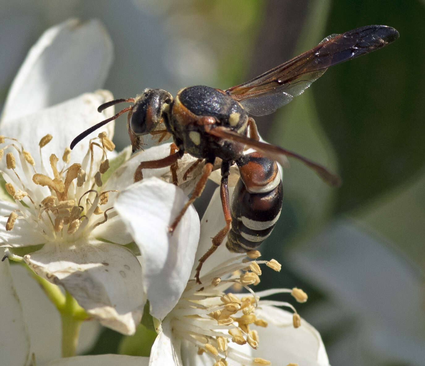 Sivun Pterocheilus quinquefasciatus Say 1824 kuva