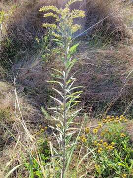 Image of Julia's goldenrod