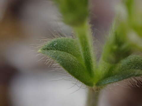 Слика од Cerastium brachypetalum subsp. brachypetalum