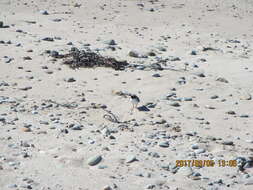 Image of Shore Dotterel