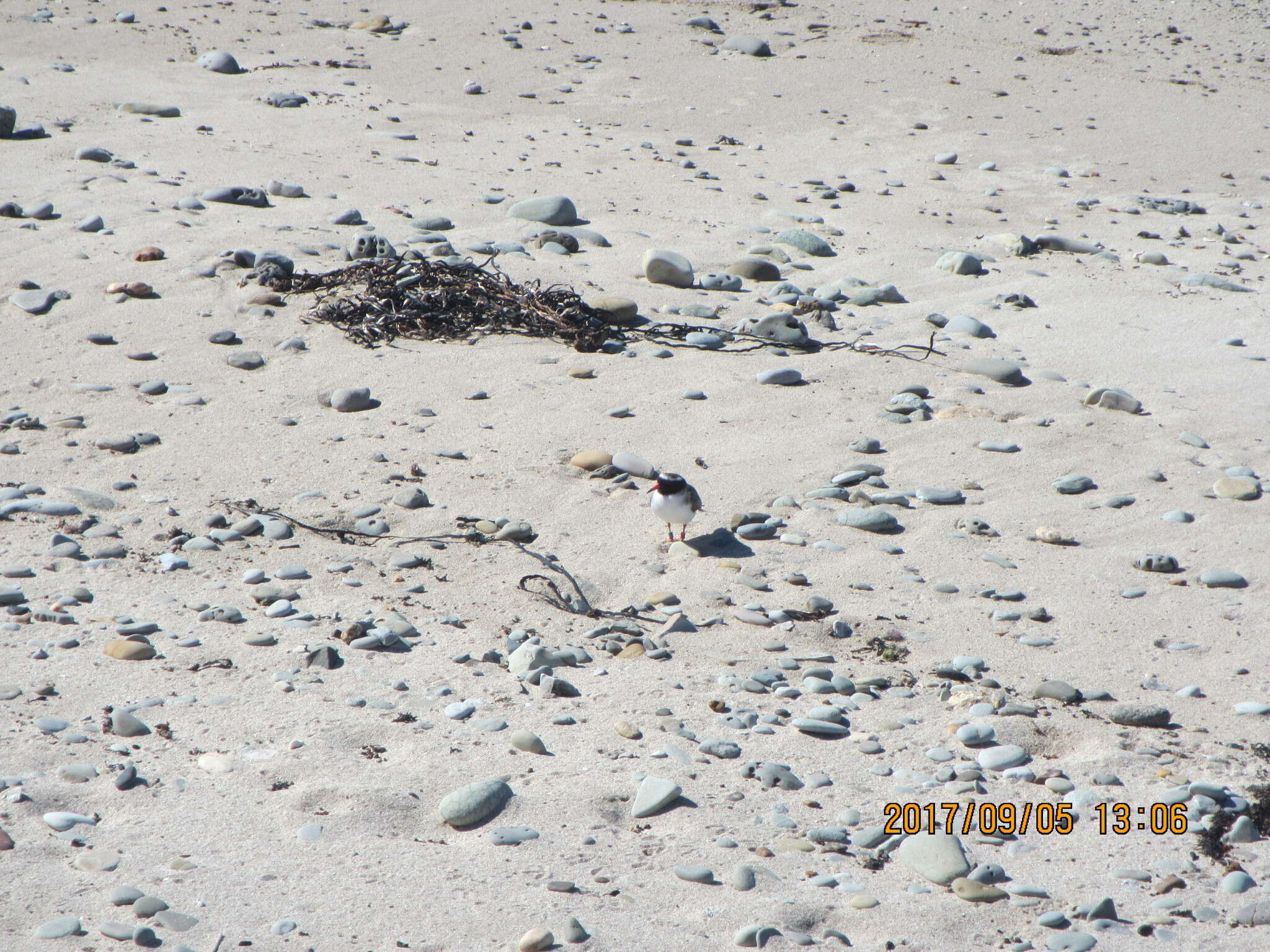 Image of Shore Dotterel