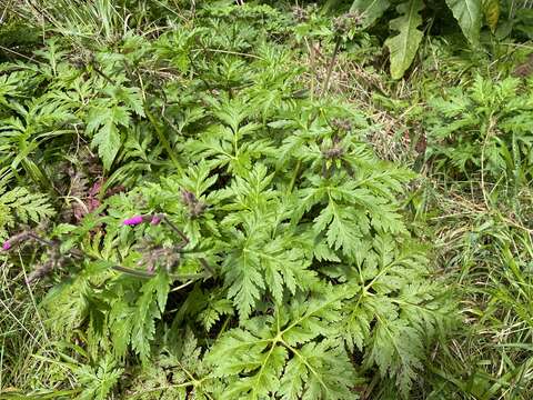 Image of Canary Island geranium