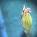 Sivun Panicum elegantissimum Hook. fil. kuva