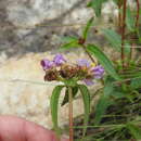 صورة Antherotoma debilis (Sond.) H. Jacques-Félix