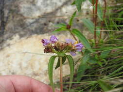 Image of Antherotoma debilis (Sond.) H. Jacques-Félix