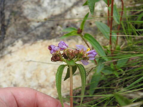 صورة Antherotoma debilis (Sond.) H. Jacques-Félix