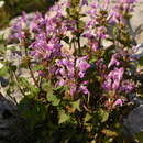 Image of Lamium garganicum subsp. striatum (Sm.) Hayek