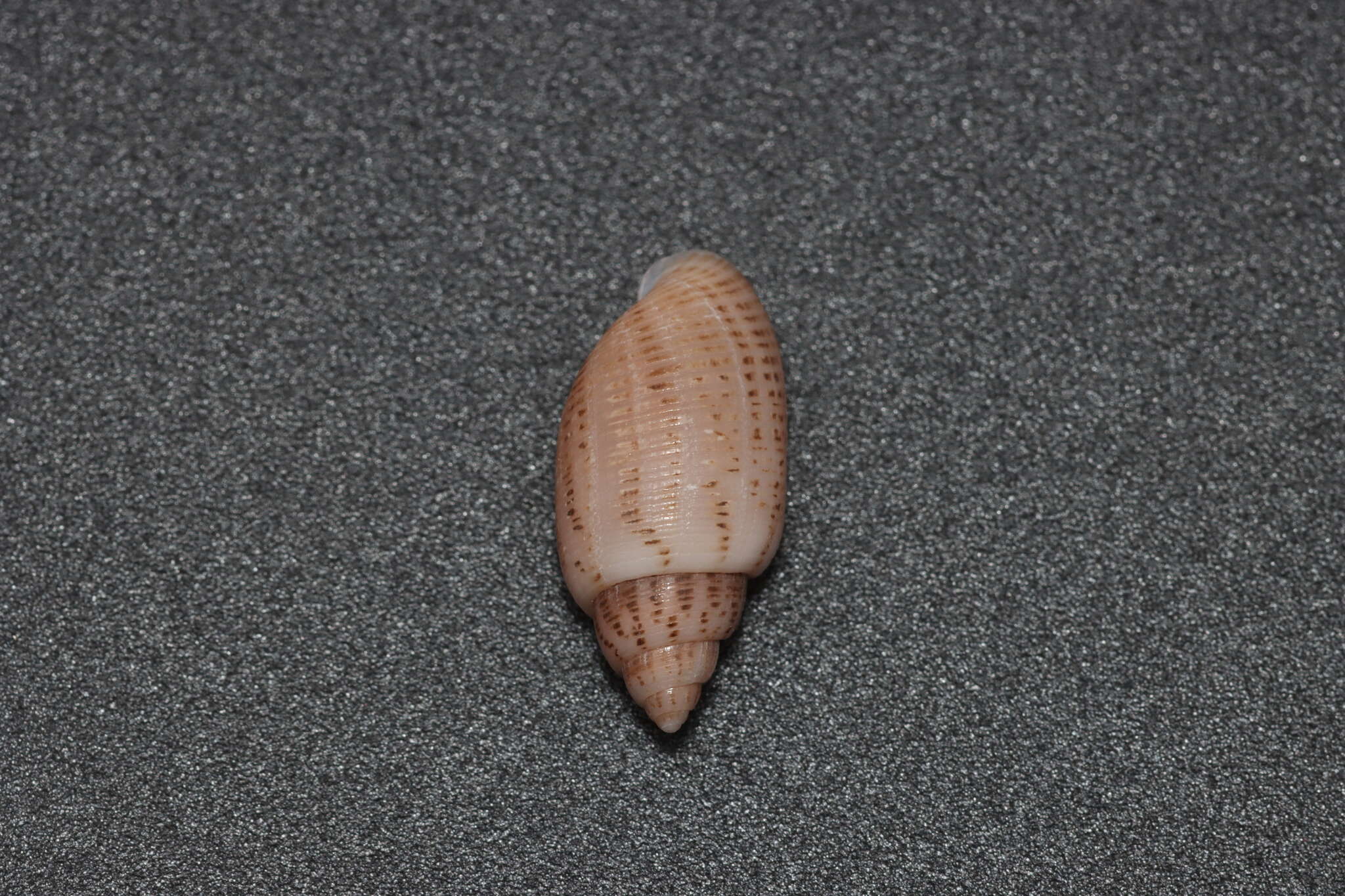 Image of Pupa strigosa (Gould 1859)