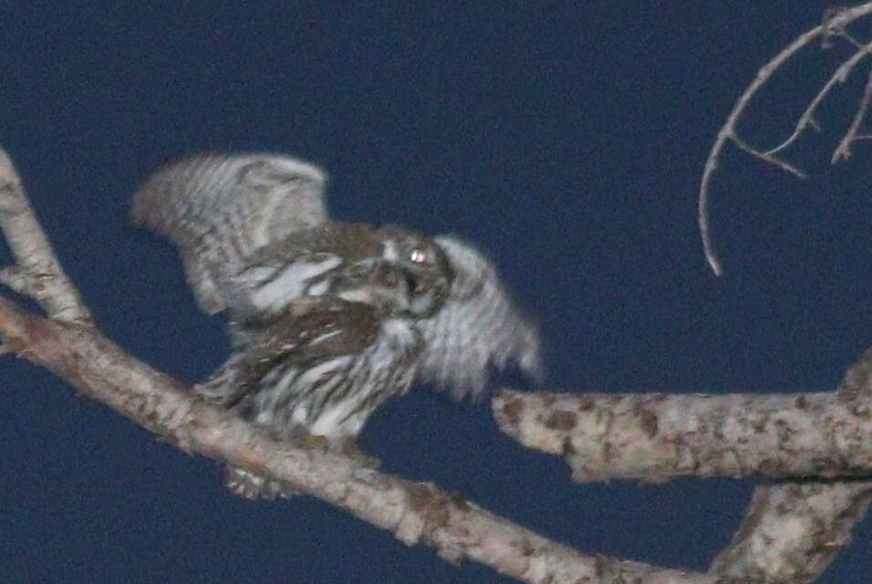 Image of <i>Glaucidium <i>gnoma</i></i> gnoma