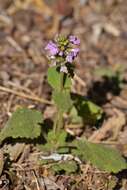 Image of PInk Mint