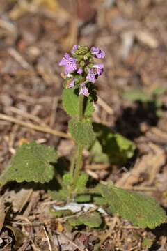 Stachys drummondii Benth. resmi