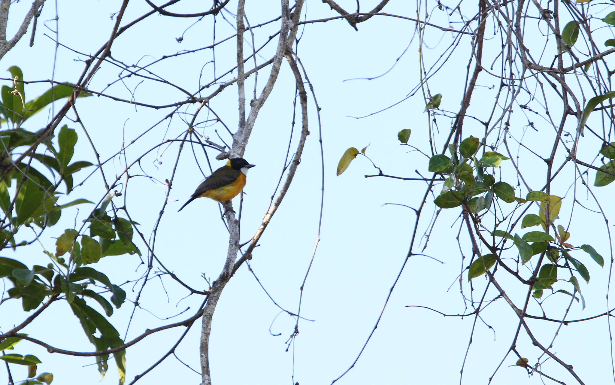 Image of Rusty-breasted Whistler