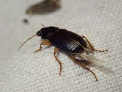 Image de Harpalus (Pseudoophonus) griseus (Panzer 1796)