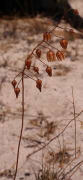 Imagem de Drimia convallarioides (L. fil.) J. C. Manning & Goldblatt