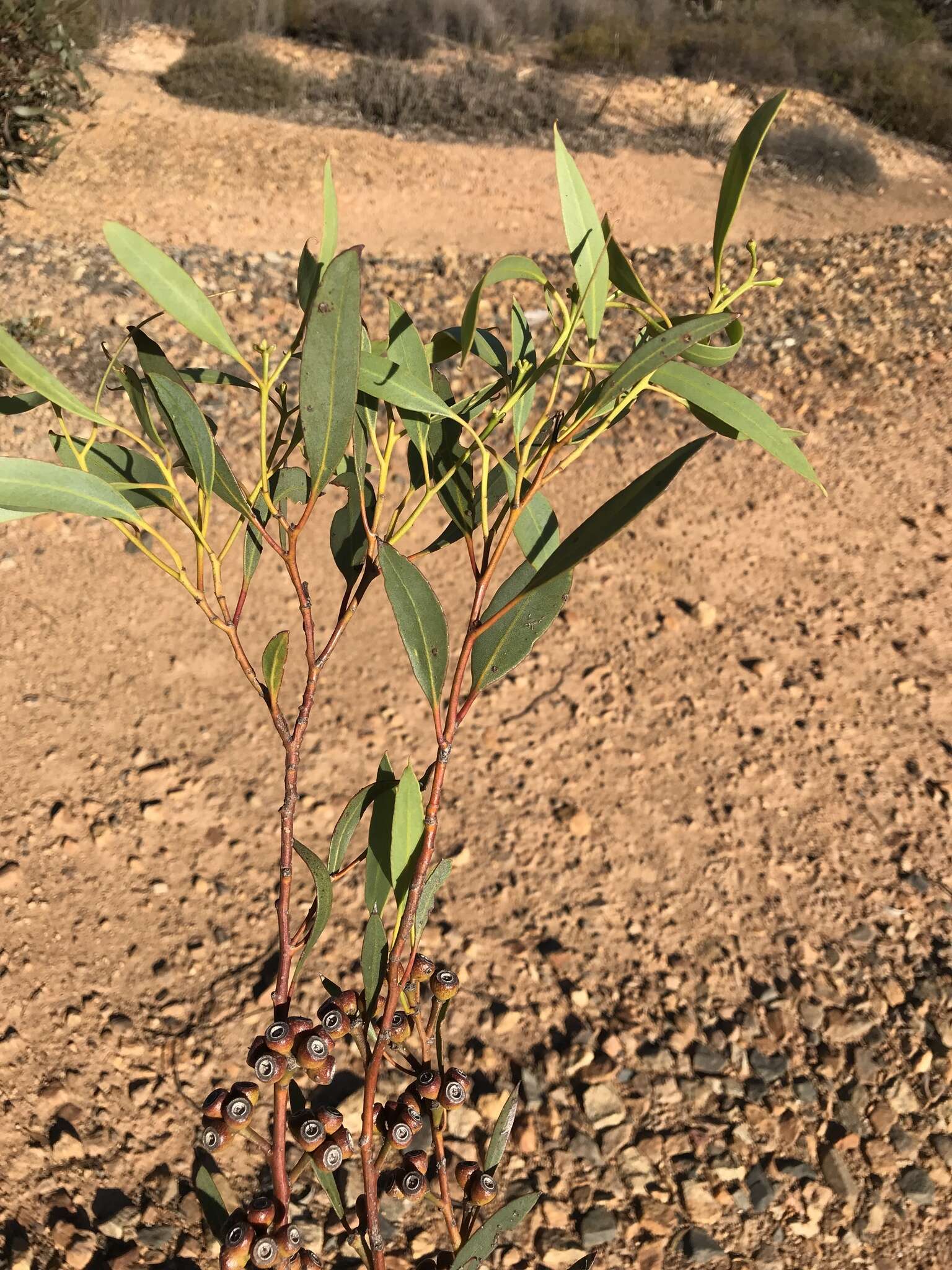 Imagem de <i>Eucalyptus dissimulata</i> subsp. <i>plauta</i>