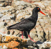 Haematopus moquini Bonaparte 1856 resmi