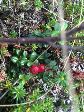 Image of lingonberry