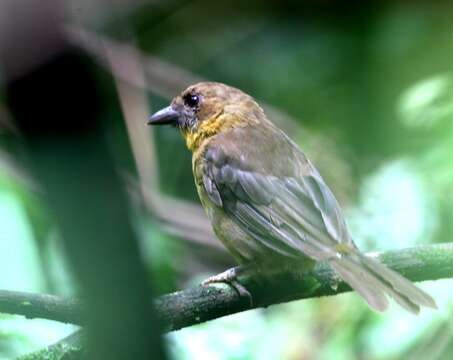 Image of Red-throated Ant Tanager