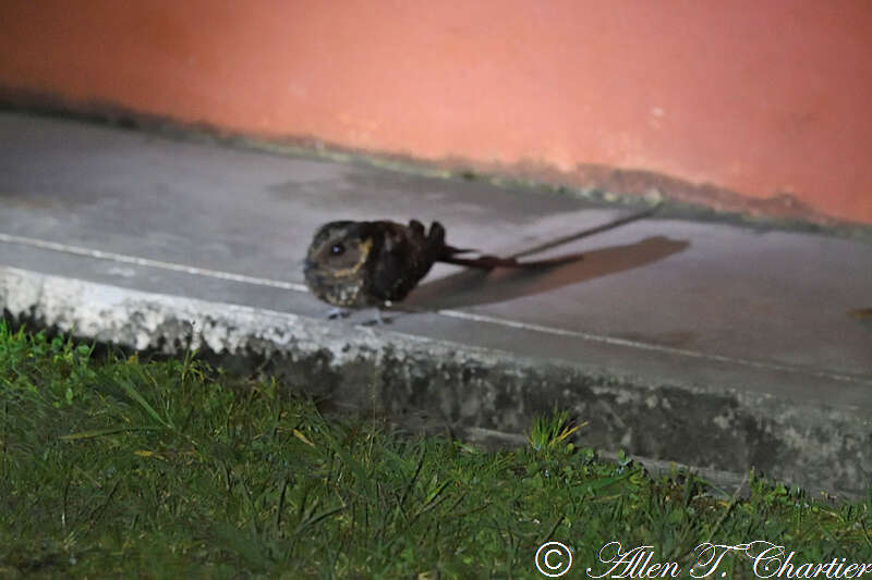 Image of Swallow-tailed Nightjar