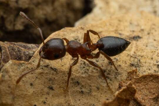 Image of Crematogaster depilis Wheeler 1919