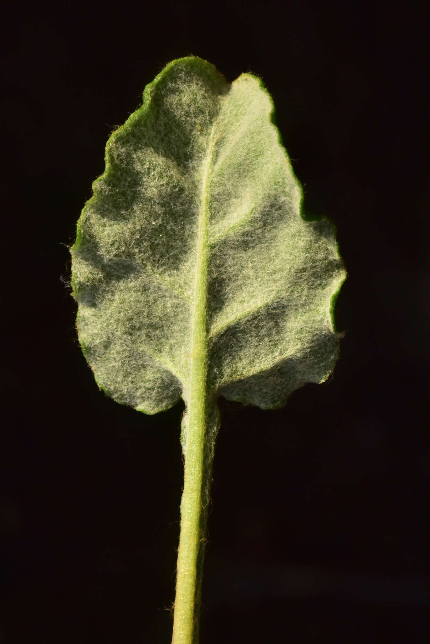 Imagem de Eriogonum nudum var. decurrens (S. Stokes) M. L. Bowerman