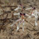 Image de Pelargonium fergusoniae L. Bolus