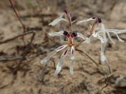 Image of Pelargonium fergusoniae L. Bolus