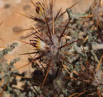 Image of Centaurea aegyptiaca L.