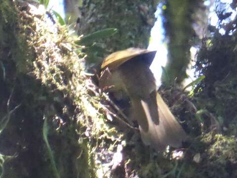 Phyllastrephus flavostriatus (Sharpe 1876) resmi