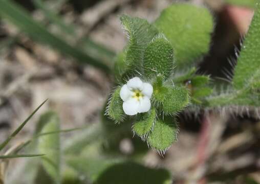 Слика од Lithospermum matamorense DC.