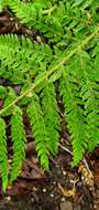 Image of Dudley's swordfern