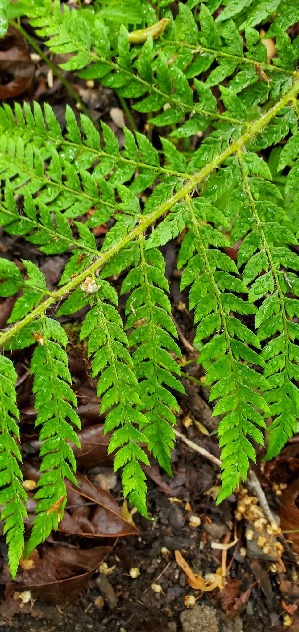 Image of Dudley's swordfern