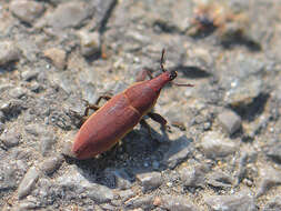 Слика од Lixus angustus (Herbst 1795)