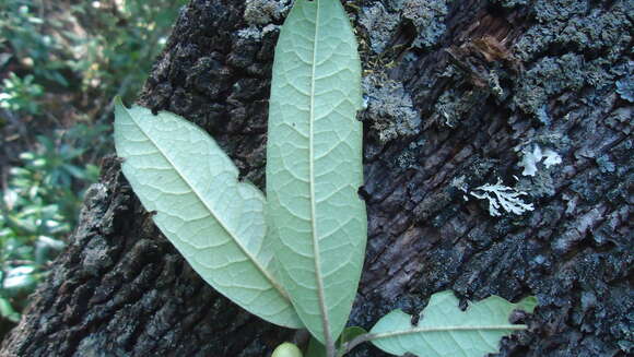 Image of Ilex brandegeeana Loes.