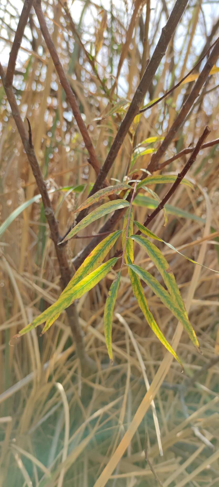 Image de Salix acmophylla Boiss.