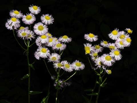 Image of Erigeron philadelphicus var. philadelphicus